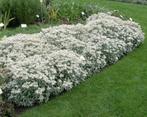 edelweiss of anaphalis in pot  vaste plant, Tuin en Terras, Ophalen, Vaste plant