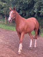 3 jarige aganix merrie drachtig van dominator 2000 Z, Dieren en Toebehoren, Paarden