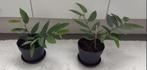 Stippenbegonia - Begonia maculata, Ophalen, In pot