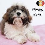 Daisy, Lhasa Apso (teefje) Belgische pup te koop, België, 15 weken tot 1 jaar, CDV (hondenziekte), Teef