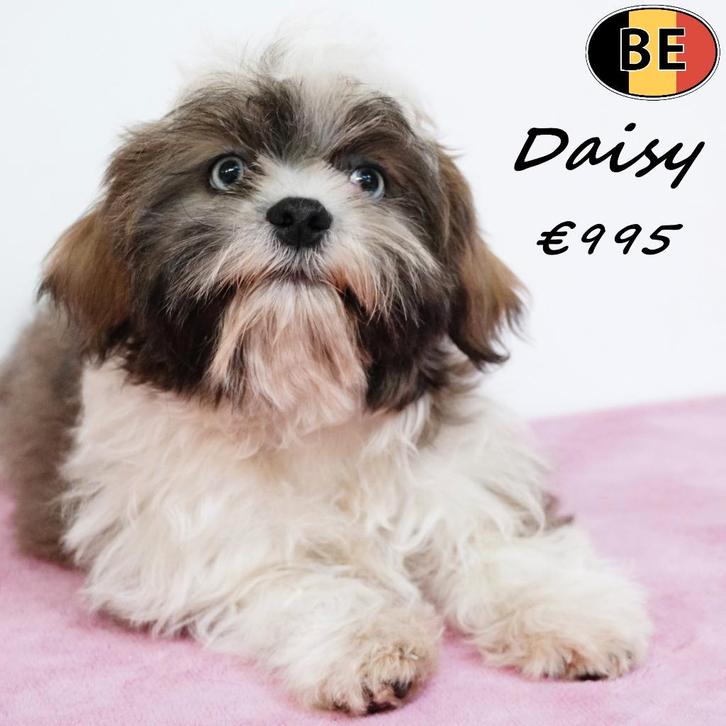 Daisy, Lhasa Apso (teefje) Belgische pup te koop, Dieren en Toebehoren, Honden | Chihuahua's en Gezelschapshonden, Teef, Overige rassen