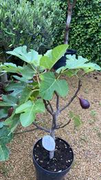 Kleine vijgenboom hoogte 50cm, Tuin en Terras, Planten | Fruitbomen, Ophalen, Vijgenboom