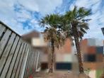 2 grote palmbomen te koop, Jardin & Terrasse, Plantes | Arbres, Plein soleil, Enlèvement, Palmier