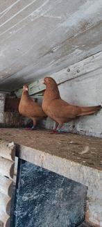 Te Koop Bulgaarse Duiven - soorten POMORİYSKİ Rollers, Animaux & Accessoires, Oiseaux | Pigeons