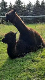 Alpaca, Mei, Mannelijk
