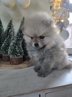 Pomeriaan / dwergkees pomeranian pom petite loulou, Dieren en Toebehoren, Honden | Poolhonden, Keeshonden en Oertypen, België