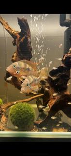 Mooie koppel  Thorichthys ellio Cicliden, Dieren en Toebehoren, Vissen | Aquariumvissen, Zoetwatervis