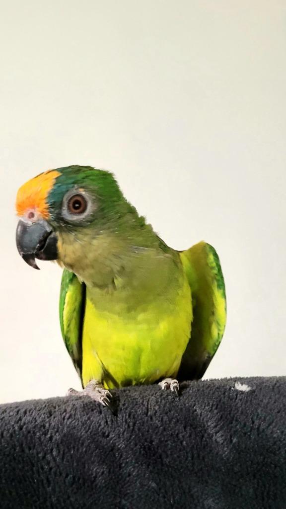 Kroonparkiet (Aurea) 6 maanden, Dieren en Toebehoren, Vogels | Parkieten en Papegaaien, Parkiet, Geslacht onbekend, Tam, Geringd