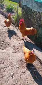 Broedeieren leghorn buff groot, Dieren en Toebehoren, Pluimvee