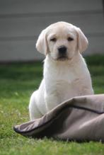 Labrador pups, Dieren en Toebehoren, CDV (hondenziekte), Meerdere, 8 tot 15 weken, België