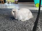 Handtamme minilop, Dieren en Toebehoren, Konijnen