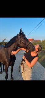 Halve stal gezocht voor mijn 8 jarige merrie, Merrie