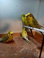 Texas clearbody grasparkieten, Dieren en Toebehoren