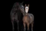 BRP valk veulen, Dieren en Toebehoren, Paarden, Merrie, Ontwormd