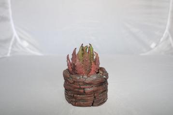 aloe brevifolia mill beschikbaar voor biedingen