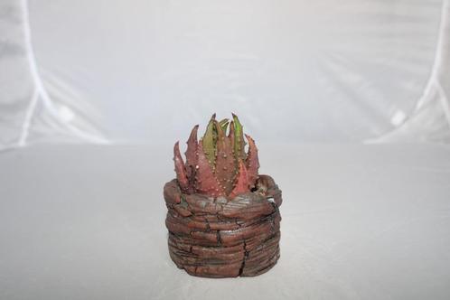 aloe brevifolia mill, Huis en Inrichting, Kamerplanten, Vetplant, Minder dan 100 cm, Groene kamerplant, Volle zon, In pot, Ophalen of Verzenden