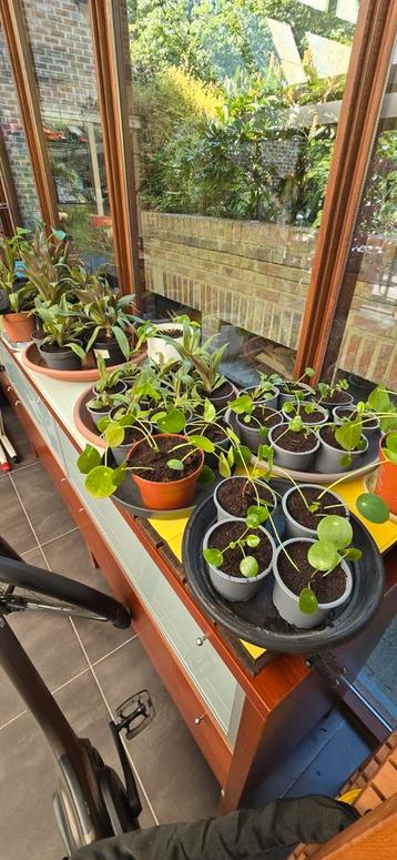 pannekoekenplant en tradescantia, Tuin en Terras, Ophalen