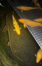 Diamantsteur 1m+, Dieren en Toebehoren, Steur