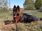 Duitse herder pups LSH, CDV (hondenziekte), Meerdere, Teef, 8 tot 15 weken
