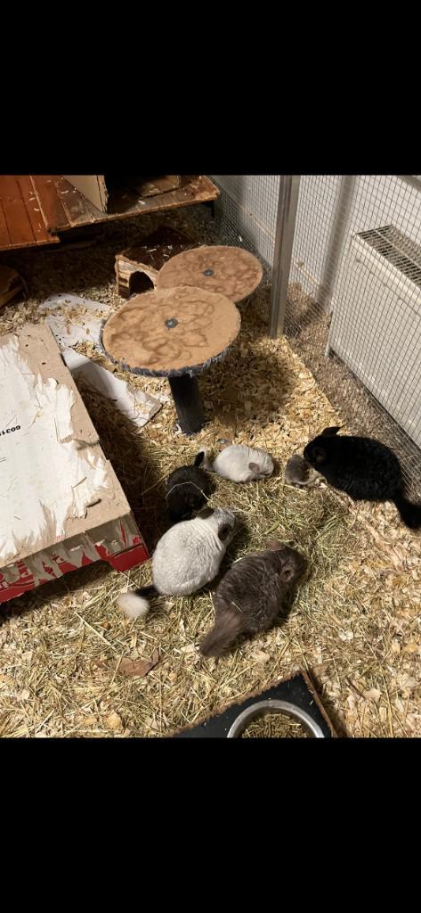 13/10 Heel tamme chinchilla curly+gendrager zwart&mozaïek, Dieren en Toebehoren, Knaagdieren, Mannelijk, Chinchilla, September