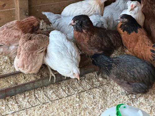 Araucana kippen, Dieren en Toebehoren, Pluimvee