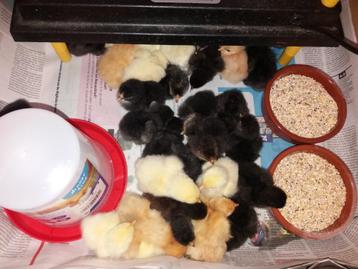 UPDATE!!! Cochin kriel kuikentjes beschikbaar voor biedingen