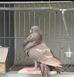 Jiennense, Dieren en Toebehoren, Mannelijk