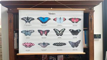 Schoolplaat over vlinders 