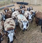 Baggerbonte schapen, Dieren en Toebehoren