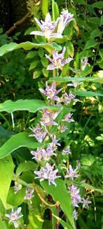 Tuin orchidee, Huis en Inrichting, Kamerplanten, Ophalen, In pot