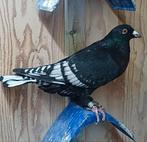 Kleurpostduiven, Dieren en Toebehoren, Vogels | Duiven