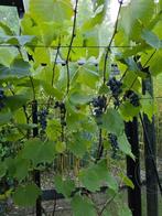 Druivelaar 'Bonanza', 5 jaar oud, lengte 260 cm., Ophalen, Lente, Overige soorten, Volle zon