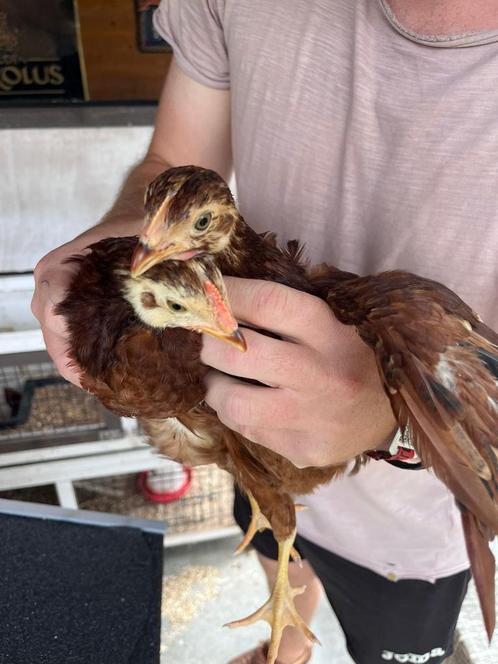 Rhode Island Red - laatste koppeltje, Dieren en Toebehoren, Pluimvee, Kip, Meerdere dieren