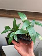Epipremnum amplissimum, Ophalen