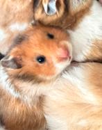 Langharige goudhamster, Dieren en Toebehoren, Hamster, Mannelijk, Tam, Oktober