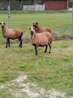 Mooie dragende ooien, Dieren en Toebehoren, Schapen, Geiten en Varkens