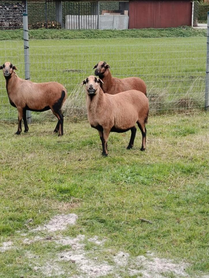 Mooie dragende ooien, Dieren en Toebehoren, Schapen, Geiten en Varkens