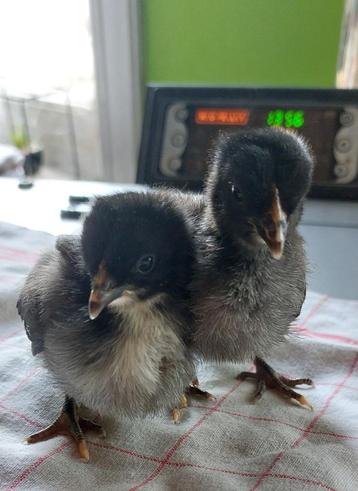 Poussins Ardennaises naines  beschikbaar voor biedingen