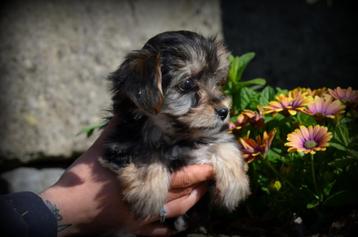 Morkie pups beschikbaar voor biedingen
