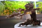 Bonsai Boomtjes voor Aqua scaping, Enlèvement, Neuf, Plante(s), Pierre ou Bois