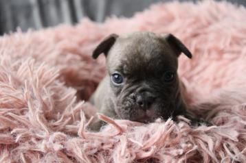 Chiots bouledogues français élevés et dressés avec amour