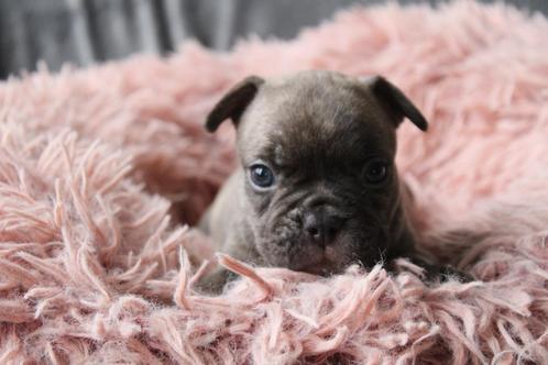 Chiots bouledogues français élevés et dressés avec amour, Animaux & Accessoires, Chiens | Bouledogues, Pinschers & Molossoïdes