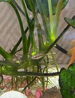 Baby kersenbuik cichlide, Dieren en Toebehoren, Vis, Zoetwatervis