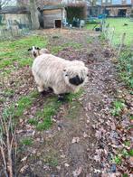 Wallisser schwarznase ooi met stamboom, Dieren en Toebehoren, Schapen, Geiten en Varkens, Vrouwelijk, Schaap, 0 tot 2 jaar