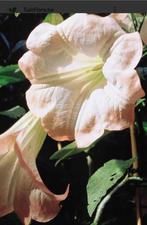 datura of trompetplant, Ophalen