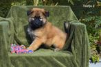 Prachtige kruising Herder pups, Dieren en Toebehoren, Honden | Herdershonden en Veedrijvers, België, CDV (hondenziekte), 8 tot 15 weken
