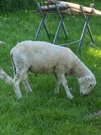 Schapenram nolana, Dieren en Toebehoren, Schapen, Geiten en Varkens