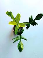 Philodendron Florida Beauty, Huis en Inrichting, Kamerplanten, Ophalen