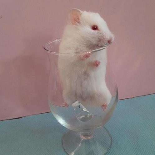 Mooie langharige syrische hamster vrouwtje, Dieren en Toebehoren, Knaagdieren, Vrouwelijk, Hamster, Januari, Tam