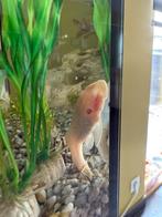 Ancistrus 1,5-3cm (meerdere beschikbaar), Dieren en Toebehoren, Zoetwatervis